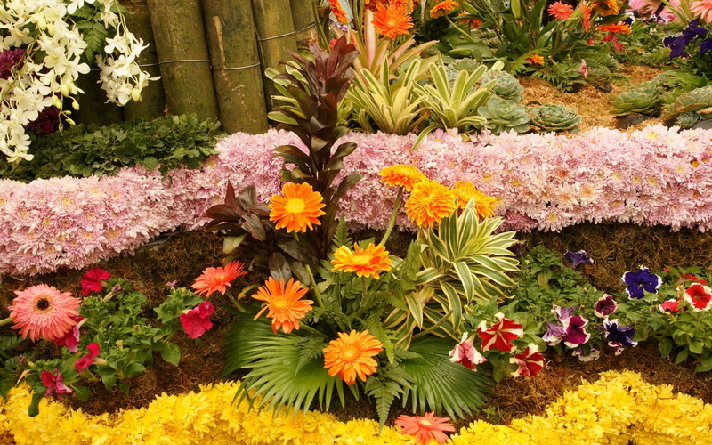 no people, vulnerability, multi colored, day, fragility, high angle view, assorted, botany, bright, bunch of flowers, flower, growth, variation, many, springtime