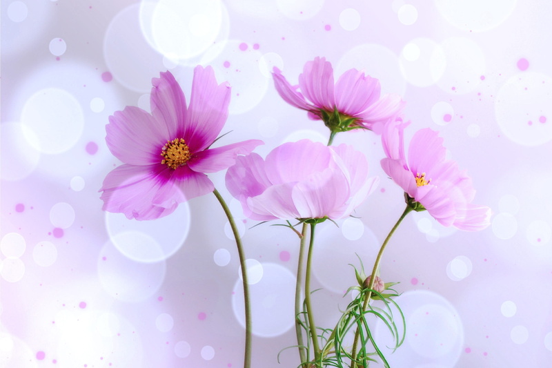 pink, lichtspiel, flowering plant, growth, no people, kosmee, vulnerability, outdoors, freshness, light, plant, 2K, flower, inflorescence, petal, springtime