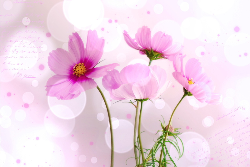 close-up, springtime, plant, no people, petal, flowers, nature, fragility, flower head, kosmee, growth, flower, outdoors, flowering plant, flower arrangement