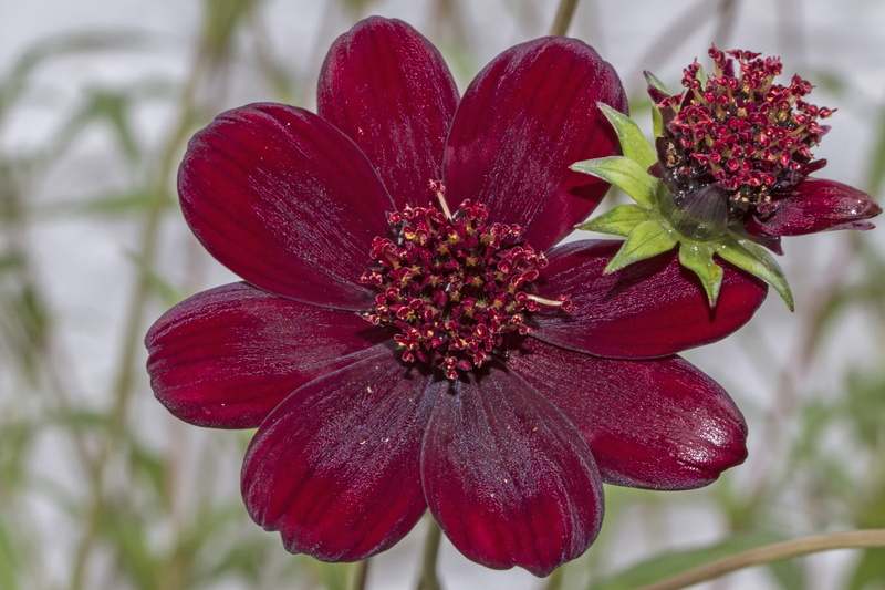 flowering plant, maroon, cup-shaped inflorescences, close-up, cosmos atrosanguineus, chocolate kosmee, nature, 4K, plant, no people, red, kosmee, inflorescence