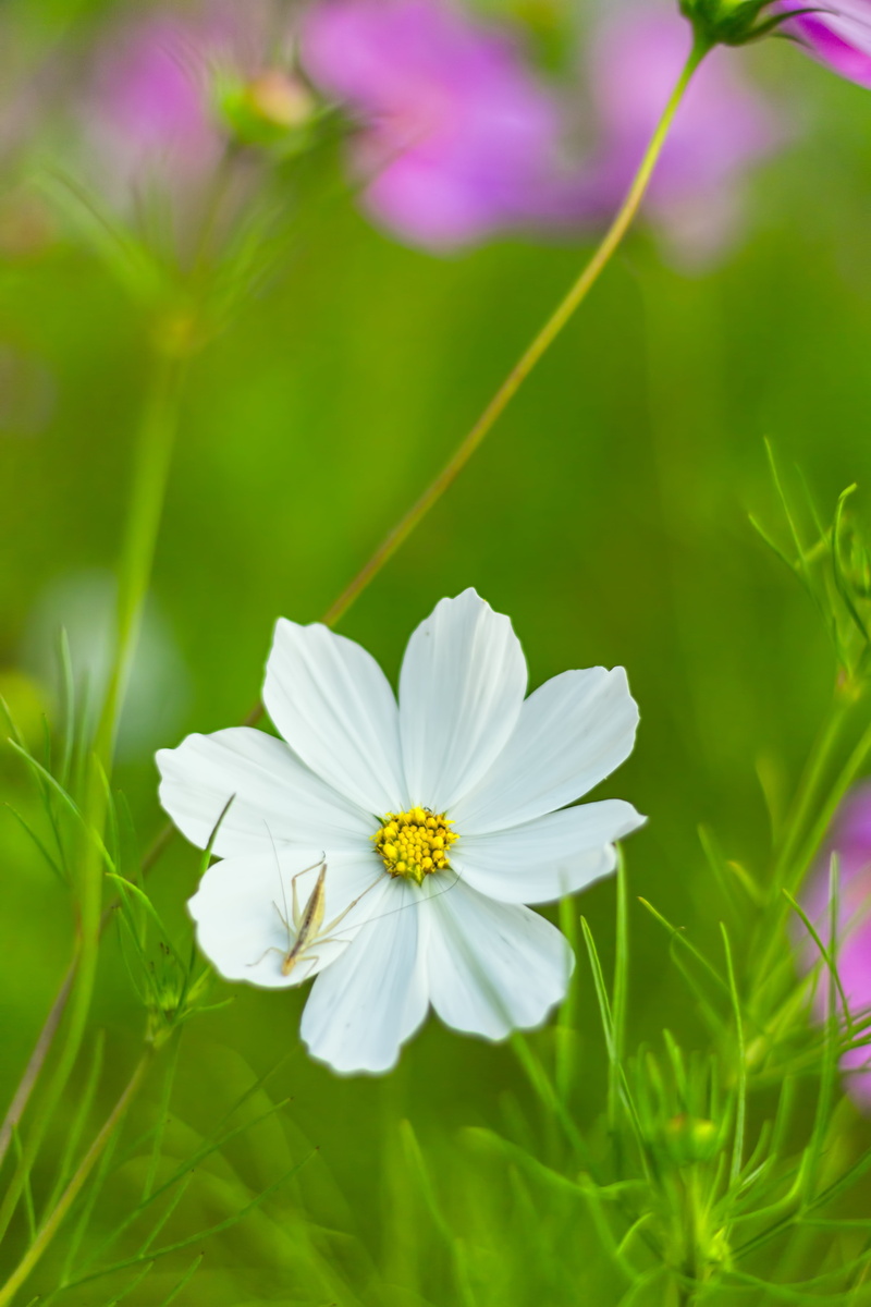 leaflet leaved schmuckblume, nature, garden, fragility, green color, freshness, 5K, white, white color, schnittblume, outdoors, blossom, pollen, cosmea bipinnata