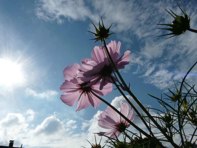vulnerability, purple, clouds, light pink, glazed includes through, light purple, sun, growth, blossom, kosmee, nature, summer, cosmos bipinnatus, inflorescence