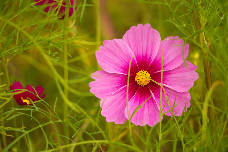 cosmos, focus on foreground, growth, 5K, flower, beauty in nature, flower head, bloom, pink flower, green color, kosmee, purple, plant, petaled, freshness