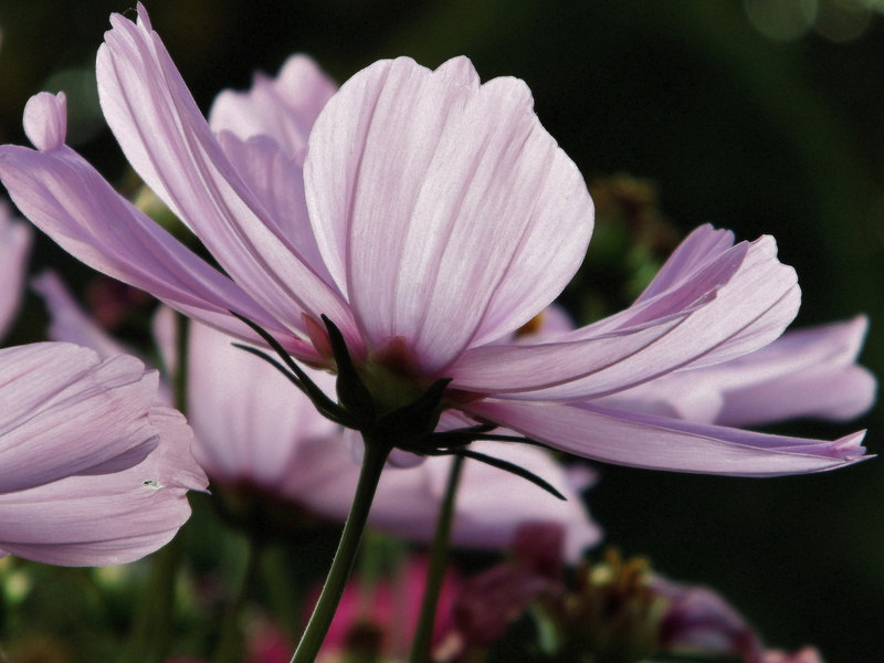 flowering plant, no people, vulnerability, freshness, plant, petal, summer, cosmos, purple, filigree, light, sepal, botany, focus on foreground, flower