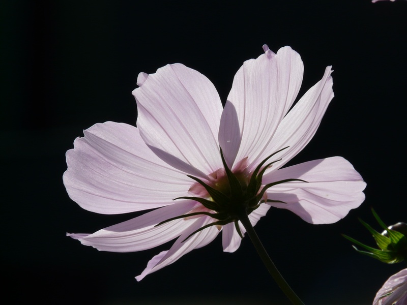 light pink, fragility, schnittblume, pink color, ornamental plant, composites, pollen, plant, sepal, glazed includes through, close-up, bloom, ornamental flower