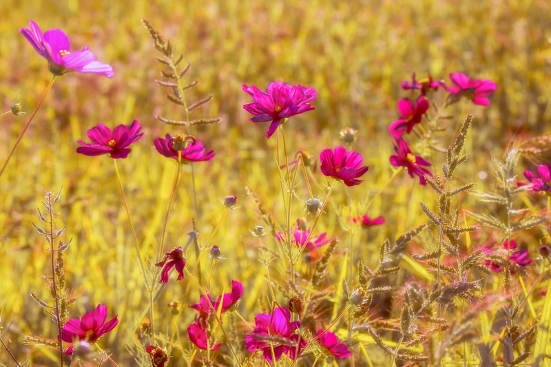 field, composites, springtime, yellow, sunlight, fragility, flowers, outdoors, flower head, 4K, kosmee, nature, close-up, focus on foreground, plant, freshness