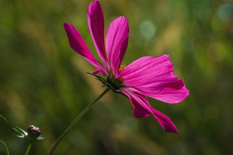 fragility, backlighting, ornamental plant, blossom, nature, pollen, pink, pink color, growth, petal, kosmee, plant stem, 5K, flower, bloom, violet, cosmea