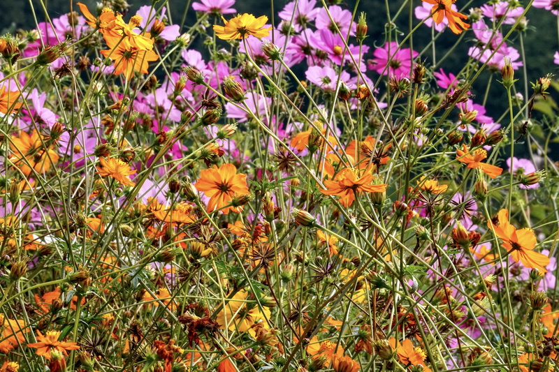 bloom, inflorescence, orange, petal, flowering plant, plant, ornamental flower, day, flower garden, light, no people, meadow, outdoors, close-up, nature