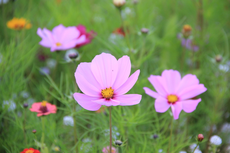 freshness, bloom, springtime, grass, 5K, petal, macro, pollen, green color, purple, day, flowering plant, inflorescence, close, flowers, nature, kosmee