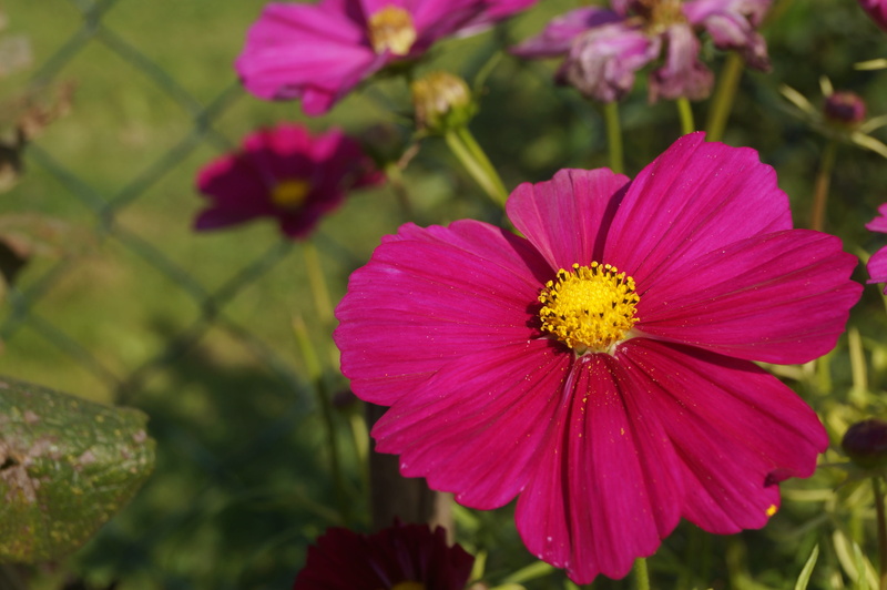 vulnerability, growth, cosmea, pink color, plant, beauty in nature, kosmee, summer, freshness, inflorescence, flowering plant, day, no people, blossom