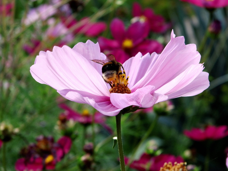kosmee, blossom, outdoors, close-up, violet, invertebrate, pink, fragility, animal wildlife, springtime, animal themes, pink color, pollination, petal