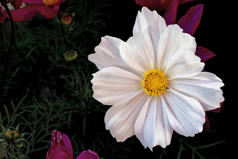 fragility, Leaflet, cosmea bipinnata, flowering plant, no people, cosmea, nature, beauty in nature, growth, vulnerability, 4K, white, gazania, leaved