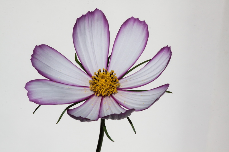 pink, studio shot, cosmea bipinnata, composites, white, bipinnatus, 4K, growth, daisy, flower, petal, Como, leaflet leaved schmuckblume, macro, asteraceae