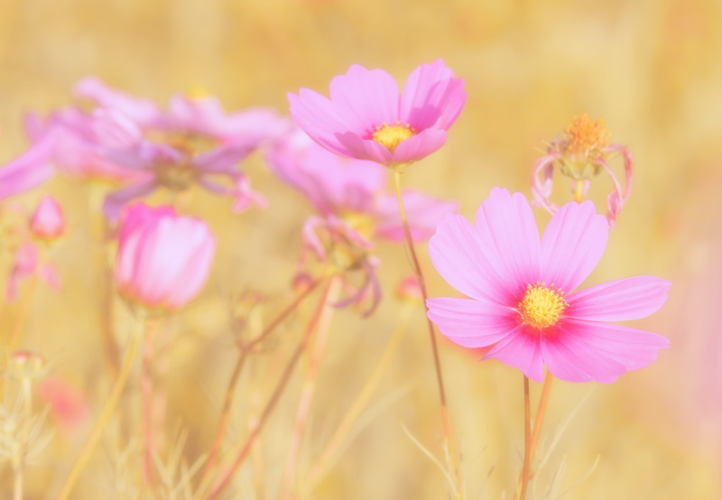 composites, schnittblume, no people, outdoors, vulnerability, springtime, softness, pastel colored, freshness, selective focus, pink color, selective, 4K
