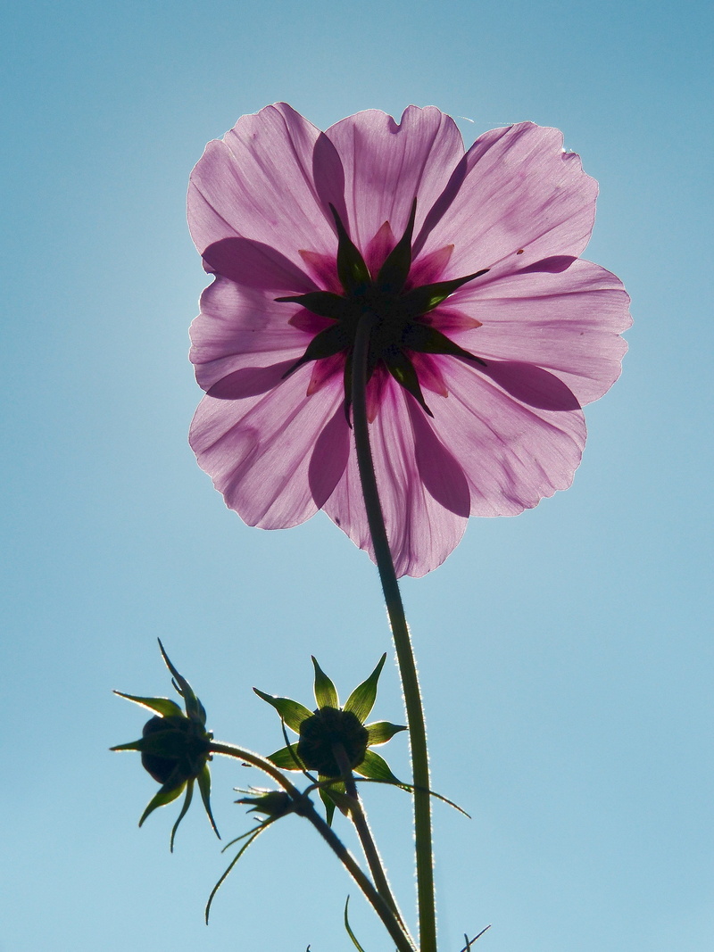 4K, plant, low angle view, flower buds, clear sky, cosmos, flowering plant, light purple, blossom, growth, flowers, petaled, flower meadow, inflorescence