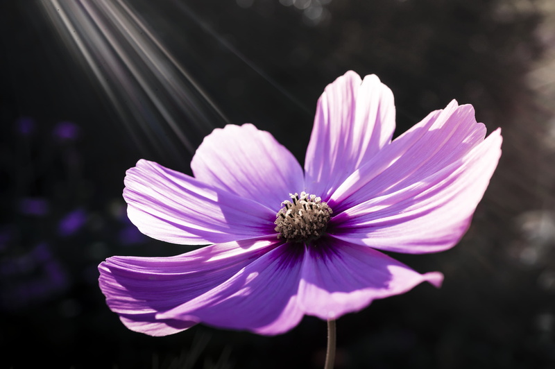 beauty in nature, kosmee, pollen, freshness, composites, outdoors, nature, cosmos flower, bloom, plant, fragility, ray, focus on foreground, cosmos bipinnatus