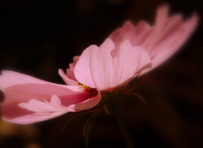 Cosmos, freshness, beauty in nature, Bloom, petal, Blossom, flower head, purple, inflorescence, flower, pink color, pollen, close-up, kosmee, studio shot