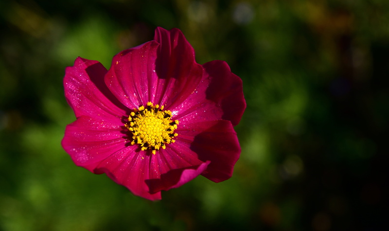 schnittblume, cosmos flower, fragility, ornamental flower, blossom, growth, vulnerability, flower garden, petal, 5K, freshness, focus on foreground, nature