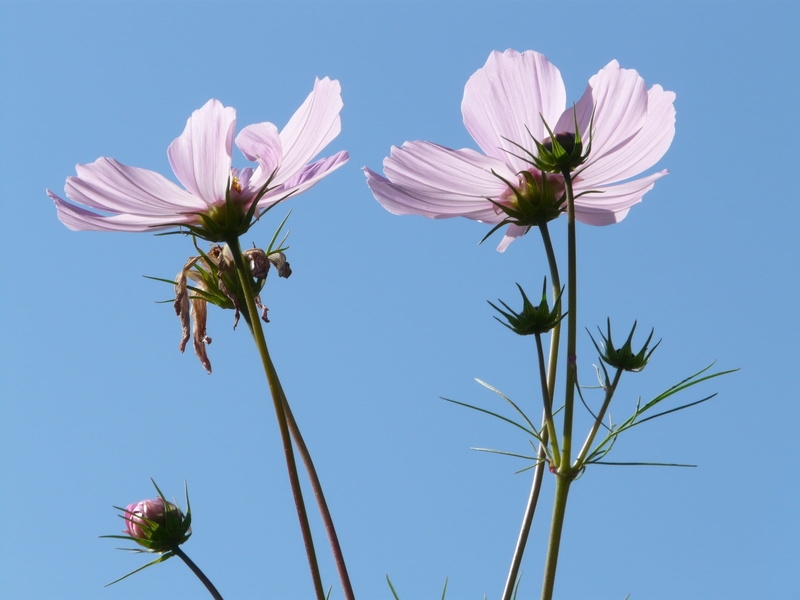 bidens formosa, 2K, growth, plant stem, day, glazed includes through, translucent, summer, cosmos, cosmos bipinnatus, nature, flower head, purple, clear sky