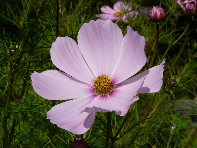 flower, helllila, cosmos flower, freshness, cosmos, plant, purple, composites, kosmee, bloom, violet, no people, schnittblume, dissected leaf, day, ornamental flower