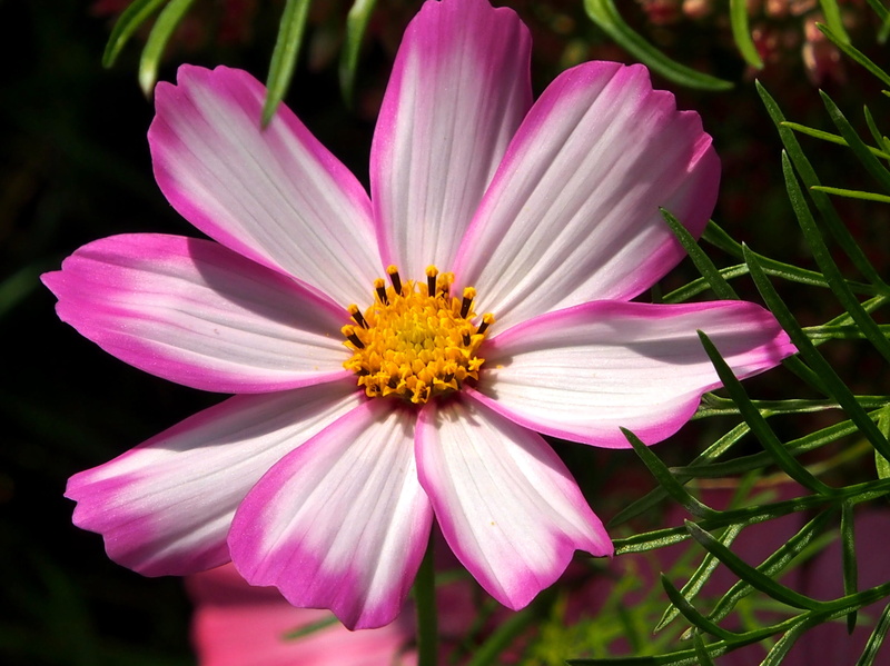 blossom, flower head, flower, leaflet leaved schmuckblume, petal, cosmos, freshness, close-up, fragility, pink color, nature, inflorescence, bloom, gazania