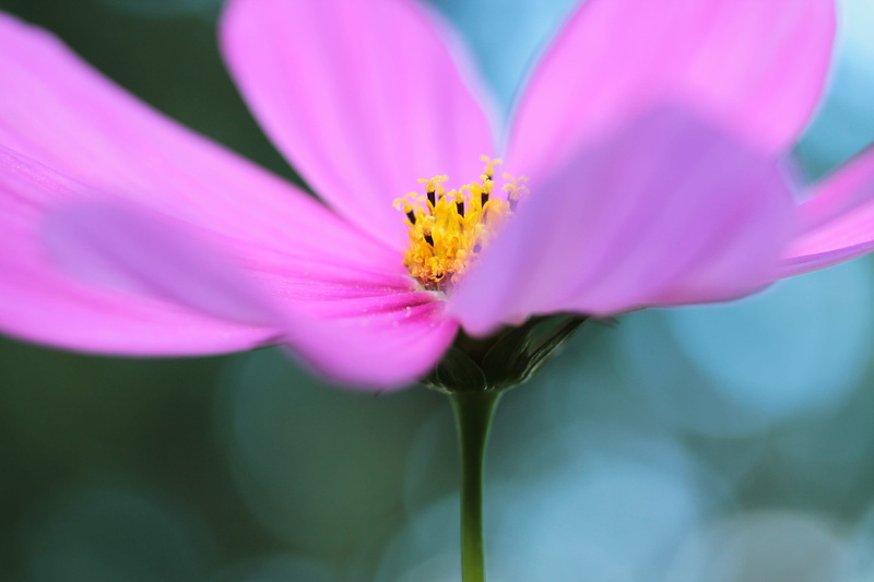 close-up, flower, beauty in nature, pink, no people, summer, pollen, kosmee, garden, pollination, blossom, vulnerability, 4K, growth, selective focus