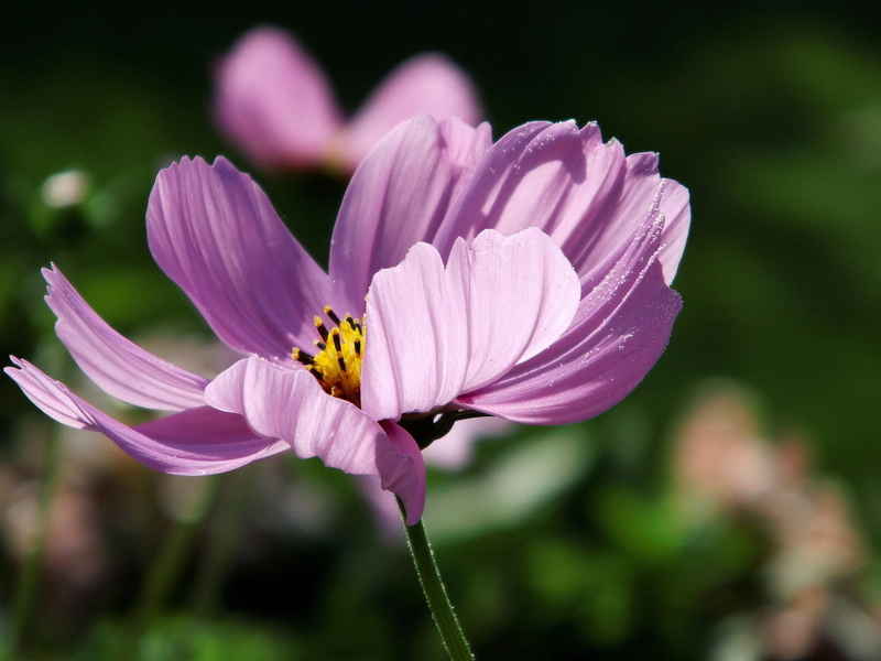 plant, flower, pink flower, 4K, translucent, beauty in nature, vulnerability, growth, pink color, animal, summer, close-up, flower head, kosmee, pink
