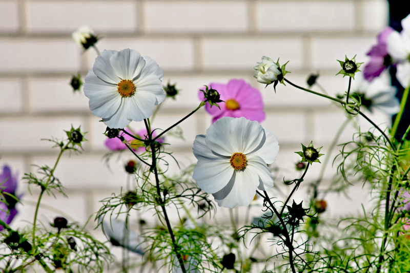 selective focus, purple, freshness, outdoors, pink flower, day, plant, close, flowers, summer, composites, flower meadow, white color, 4K, bloom, close-up