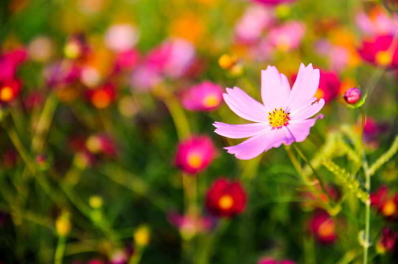 freshness, selective focus, cosmos flower, flowering plant, inflorescence, flower, kosmee, vulnerability, background, pink color, cosmos, 4K, cosmea, close-up