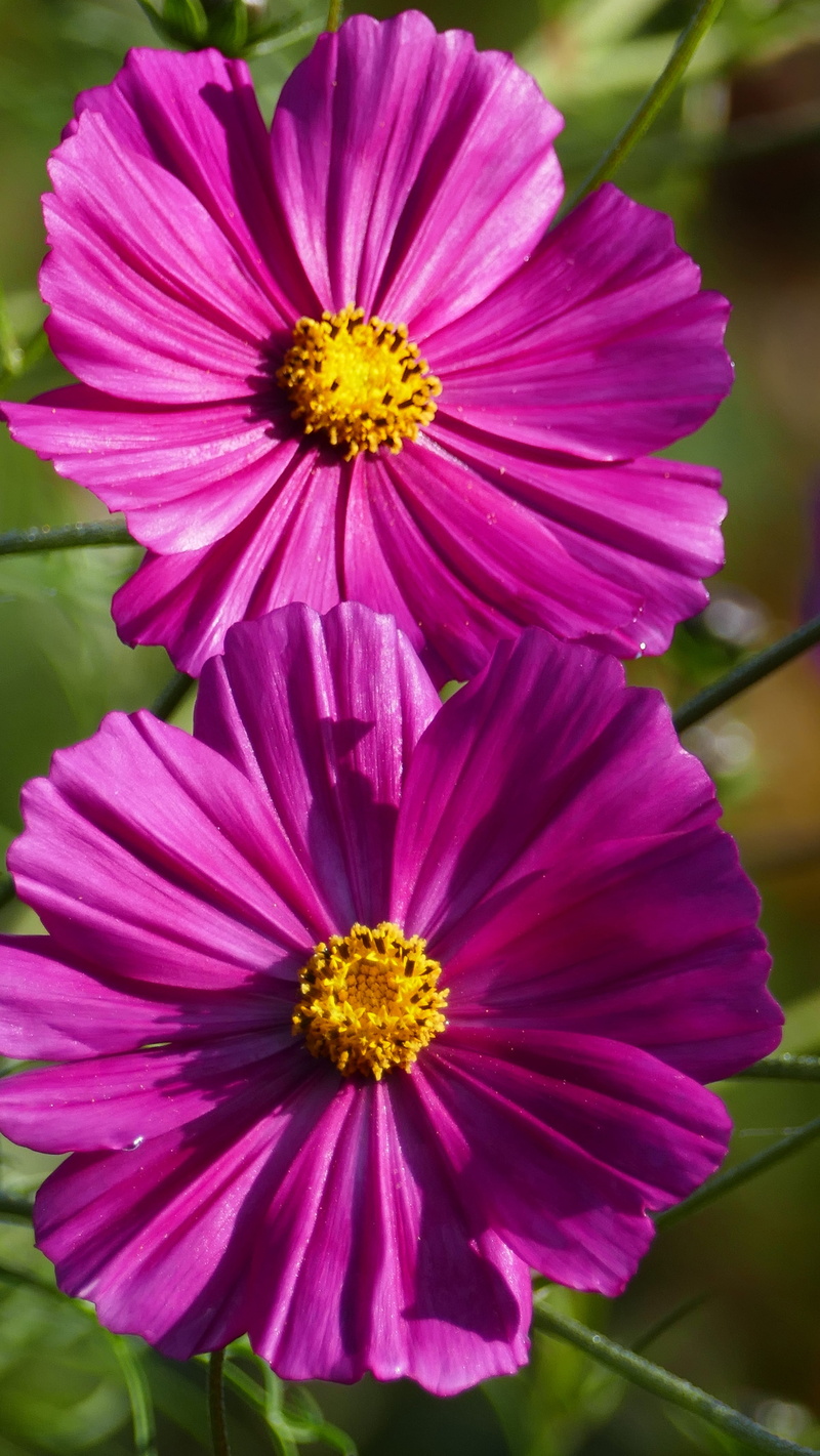 5K, flower head, sun, petal, freshness, reddish, plant, light, beauty in nature, pollen, garden, fragility, flower, yellow, close-up, cosmos, kosmee, red