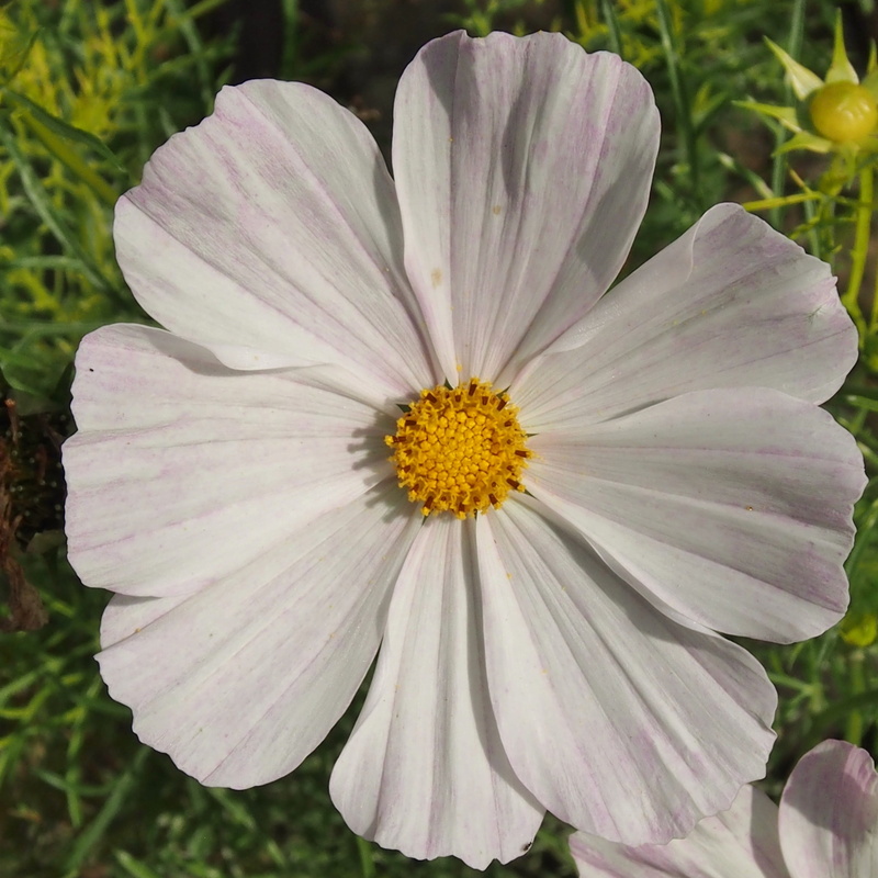 kosmee, petal, close-up, gazania, vulnerability, freshness, focus on foreground, flowers, leaflet leaved schmuckblume, nature, no people, flower, pollen