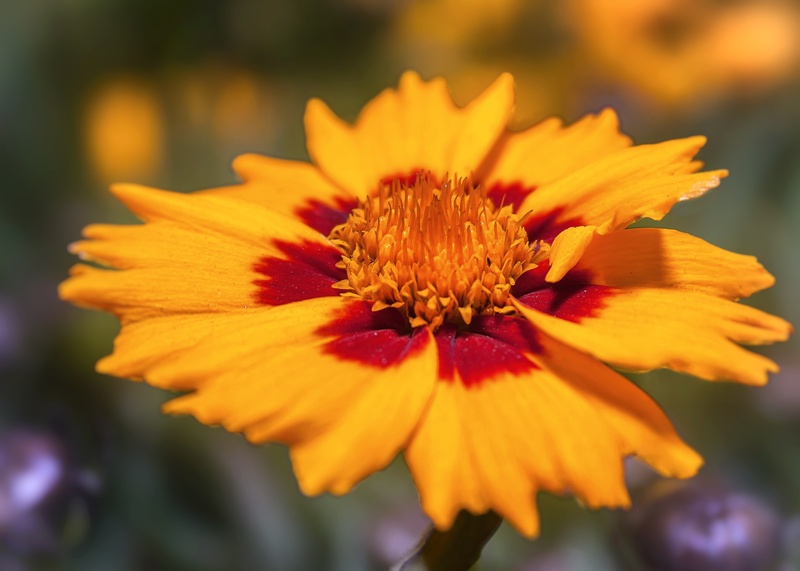 no people, yellow, ornamental plant, freshness, flower head, gazania, leaflet leaved schmuckblume, petal, nature, focus on foreground, flowering plant