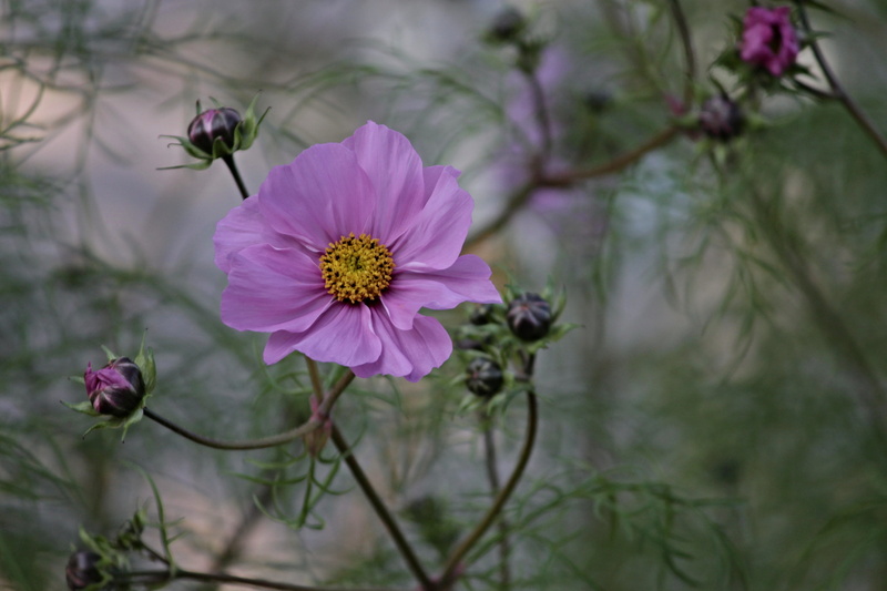 spring, plant, cosmos, pollen, nature, garden, no people, pink flower, beauty in nature, freshness, flower head, inflorescence, blossom, cosmos flower