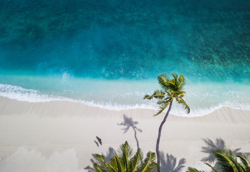seashore, palm, water, ocean, summer, outdoors, bat, animal, travel destinations, environment, 4K, tahiti, shadow, tropical climate, tranquility, no people