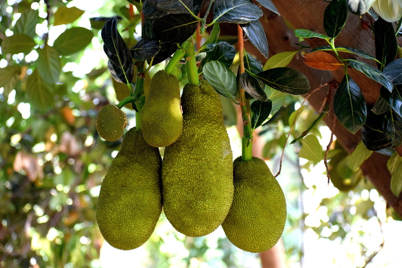 close-up, 5K, hanging, shell, large, plant part, green color, wellbeing, jack-o-lantern, flora, outdoors, low angle view, plant, tree, tropical, fruit