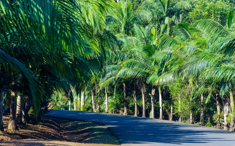 flora, green color, 5K, palm tree, palm trees, direction, tree, day, sunlight, transportation, trees, beauty in nature, idyllic, growth, scenics - nature
