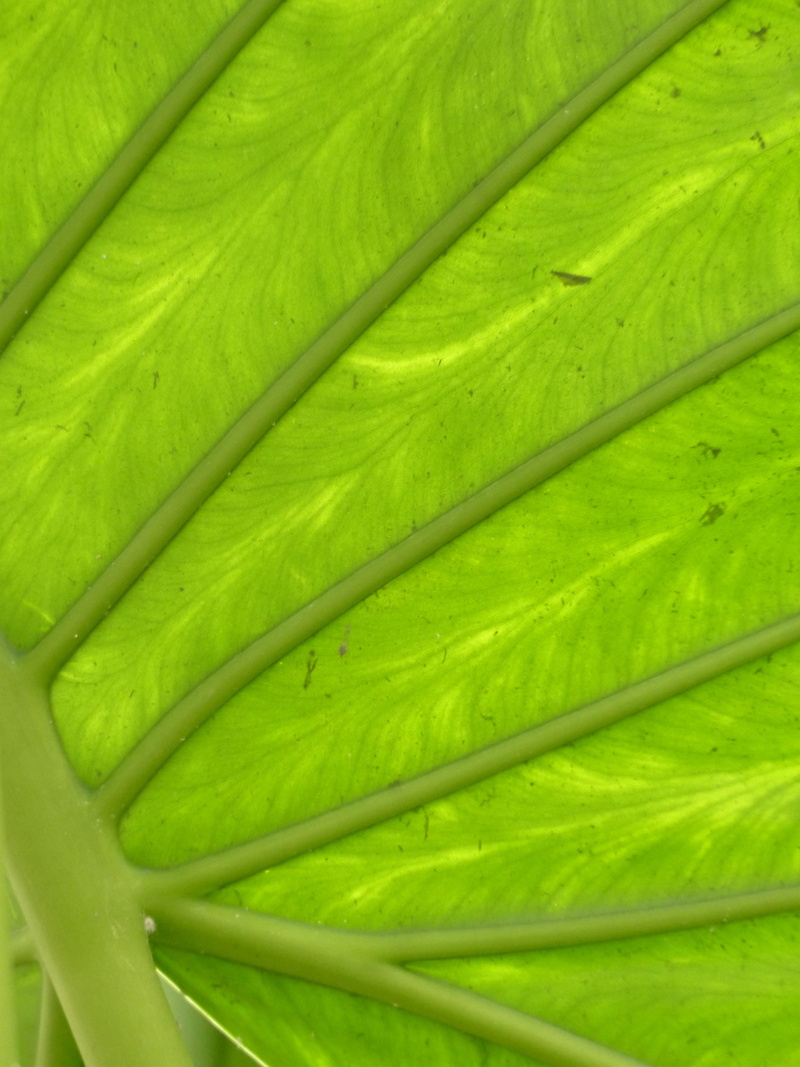 healthy eating, arrow leaves, freshness, translucent, food, veins, rip, leaf, close-up, natural pattern, alocasia odora, full frame, alokasie, backgrounds