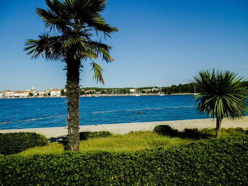 growth, porec, water, palm Tree, Summer, swimming pool, sunny, holidays, fortuna, coconut tree, clouds, blue, plant, tree, travel Locations, green color