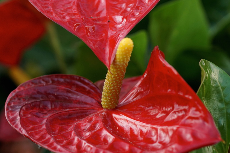 growth, no people, close-up, nature, anthurium, flamingo flower, macro, freshness, food, food and drink, flower, water, decoration, exotic flower, decorative