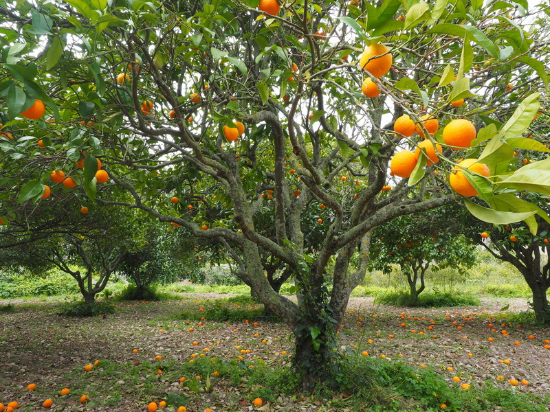ripe, mediterranean, periwinkle, beauty in nature, 4K, fruit, vitamins, diamond green, fruity, daytime, growth, nutrition, orange grove, citrus fruit