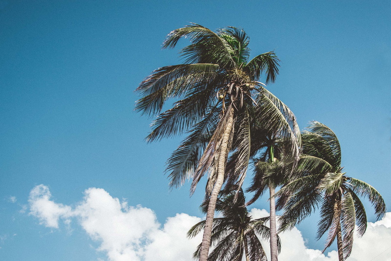 nature, leaf, growth, palm, blue, trees, low angle view, tropical, palm tree, leaves, beauty in nature, coconut palm tree, tropical tree, bottom, tropical climate