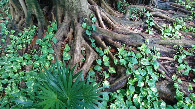 Holiday, environment, botany, rest, travel, outdoors, no people, dream holiday, land, caribbean, high angle view, heat, exotic, nature, sunny, trunk, warm