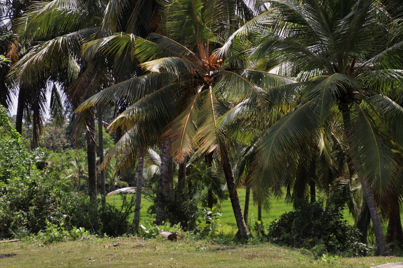 foliage, natural, leaves, coconut palm tree, no people, the style of the country, land, sri lanka, pattern, tropical tree, palm trees, leaf, branch, trunk
