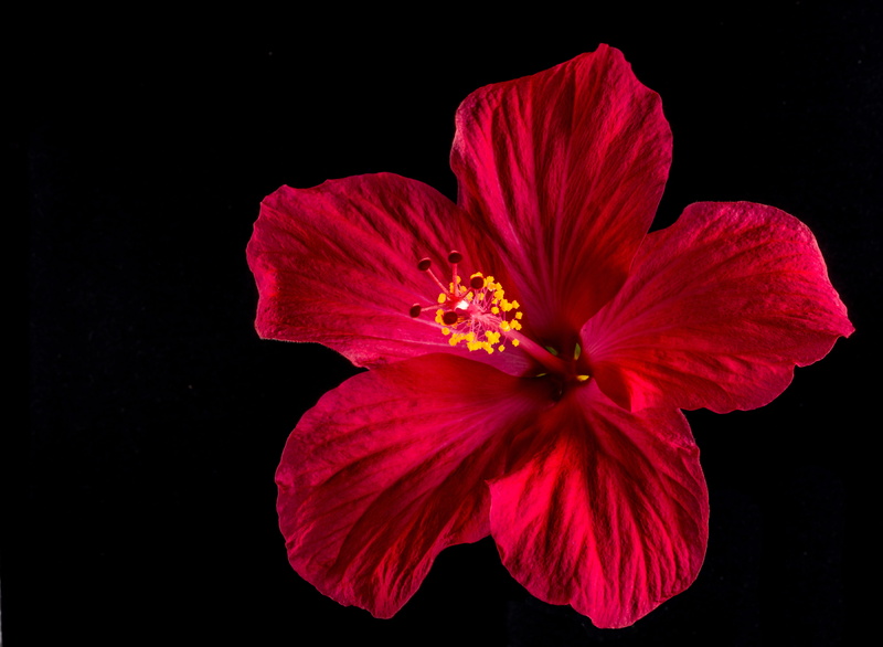 fragility, no people, close-up, hibiscus, petal, marshmallow, pollen, mallow, flower head, indoors, inflorescence, photography, freshness, studio shot