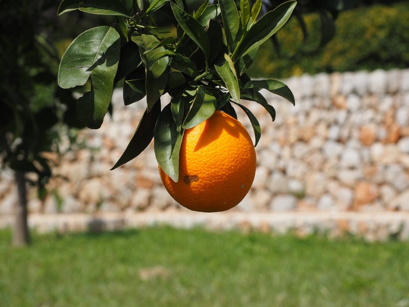 healthy, orange grove, fruit, focus on foreground, day, outdoors, bush, leaves, vitaminhaltig, nutrition, periwinkle, plant, ripe, citrus, citrus fruit