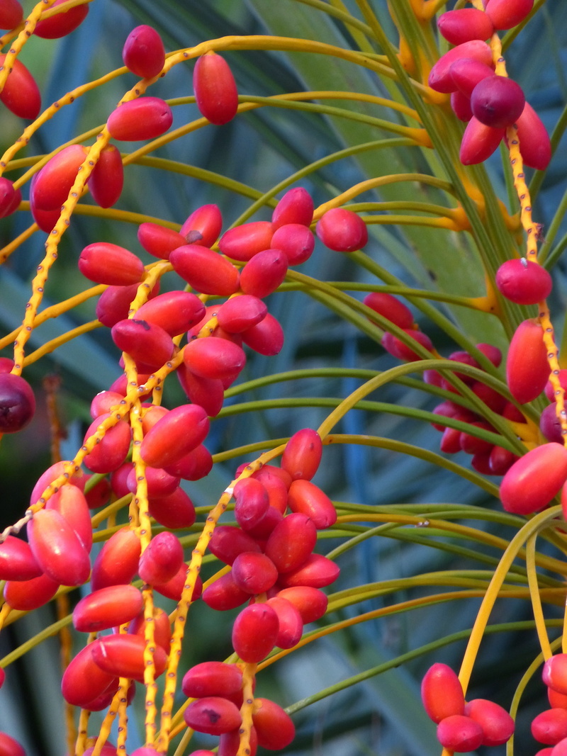 food, nature, green color, ripe, beauty in nature, focus on foreground, 4K, pome fruit, tree, nuclear fruit, palm, Date, outdoors, close-up, healthy eating