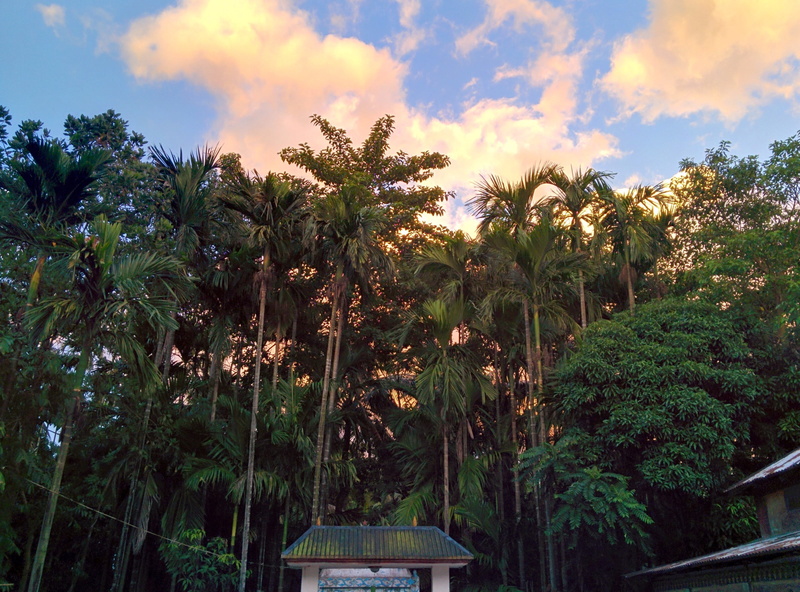 green color, palm trees, robeul, cloud - sky, architecture, nature, building, landscape, beauty in nature, 2K, plant, built structure, sky, tranquility