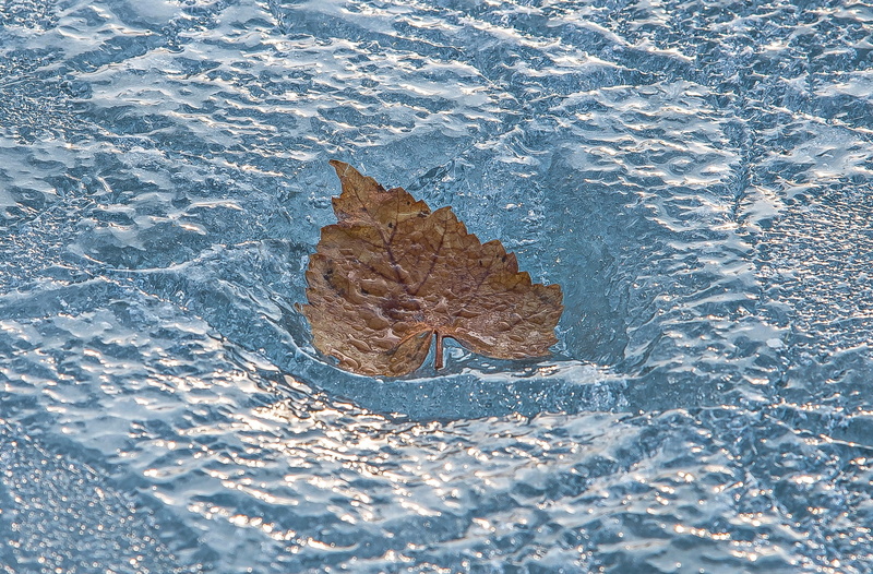 720P, beauty in nature, high angle view, floating, nature, plant part, autumn, cold temperature, frozen, single object, water, floating on water, leaf