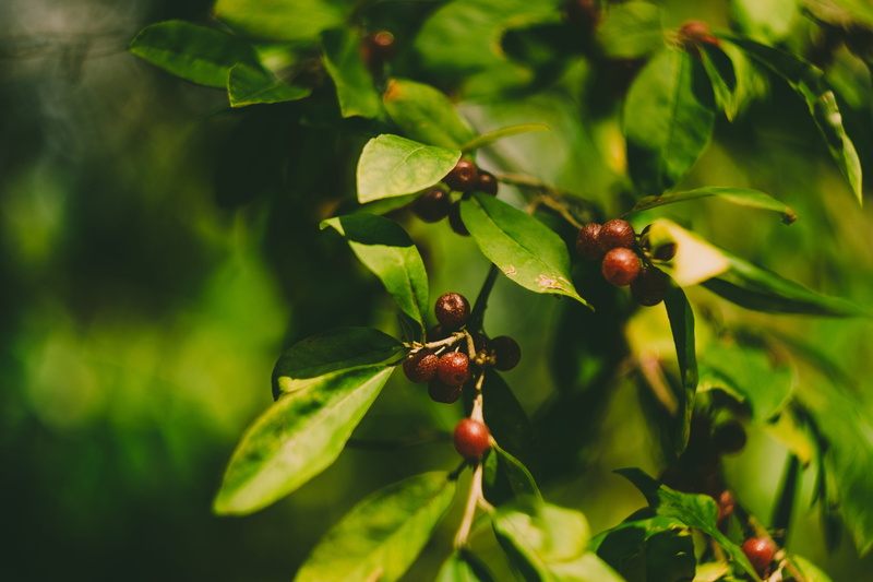 no people, outdoors, color, fruit, tree, focus on foreground, bosnia, leaf, harvest, healthy eating, close-up, beauty in nature, forest, leaves, bush, selective focus