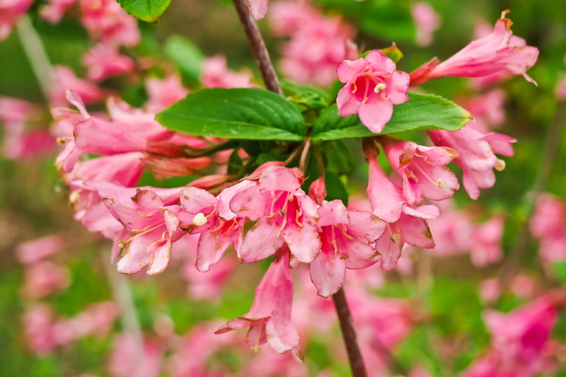 no people, fragility, garden design, growth, color, blossom, flowering plant, sea of flowers, leaves, flora, bright, inflorescence, macro, ornamental shrub